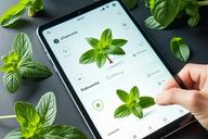 Analiza AI roślin zielarskich